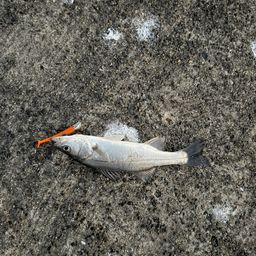 セイゴ（マルスズキ）