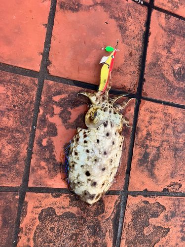 コウイカの釣果