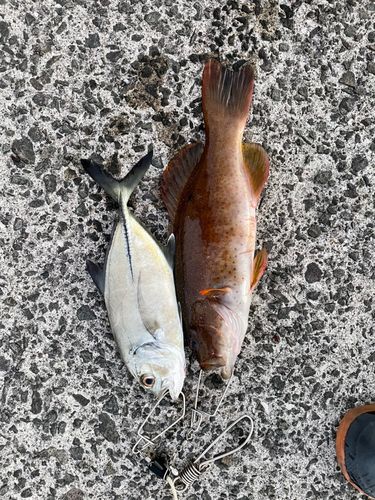 スジアラの釣果