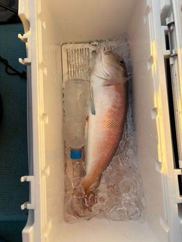 シロアマダイの釣果