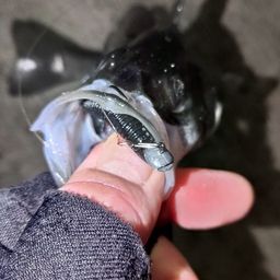 セイゴ（マルスズキ）