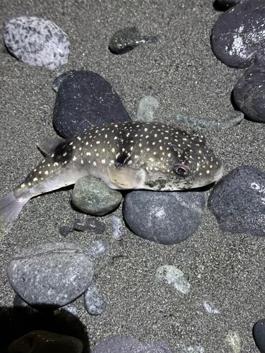 フグの釣果