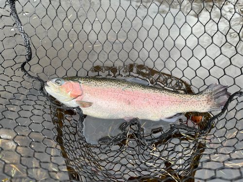 ニジマスの釣果