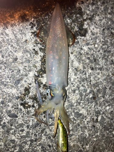 マルイカの釣果