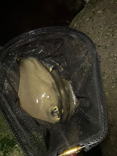 ディズニーリゾート付近