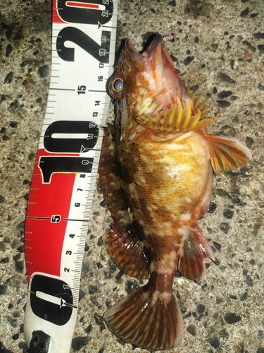 カサゴの釣果