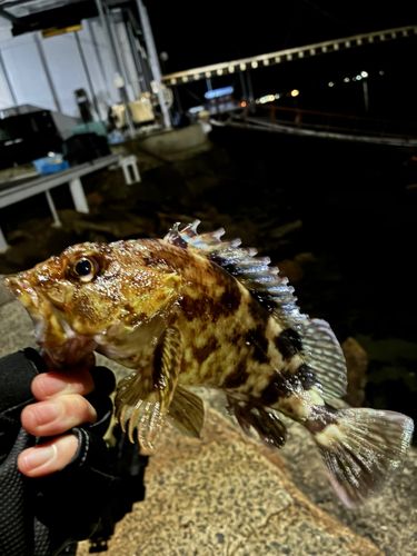 クロメバルの釣果