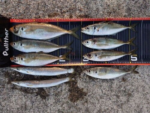アジの釣果