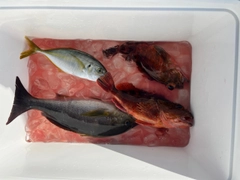 シマアジの釣果