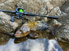 アイナメの釣果