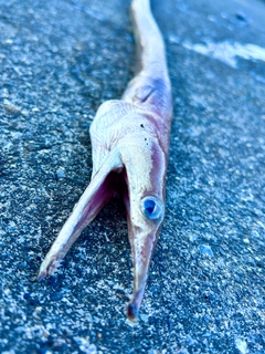 ダイナンウミヘビの釣果