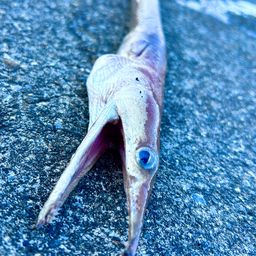 ダイナンウミヘビ