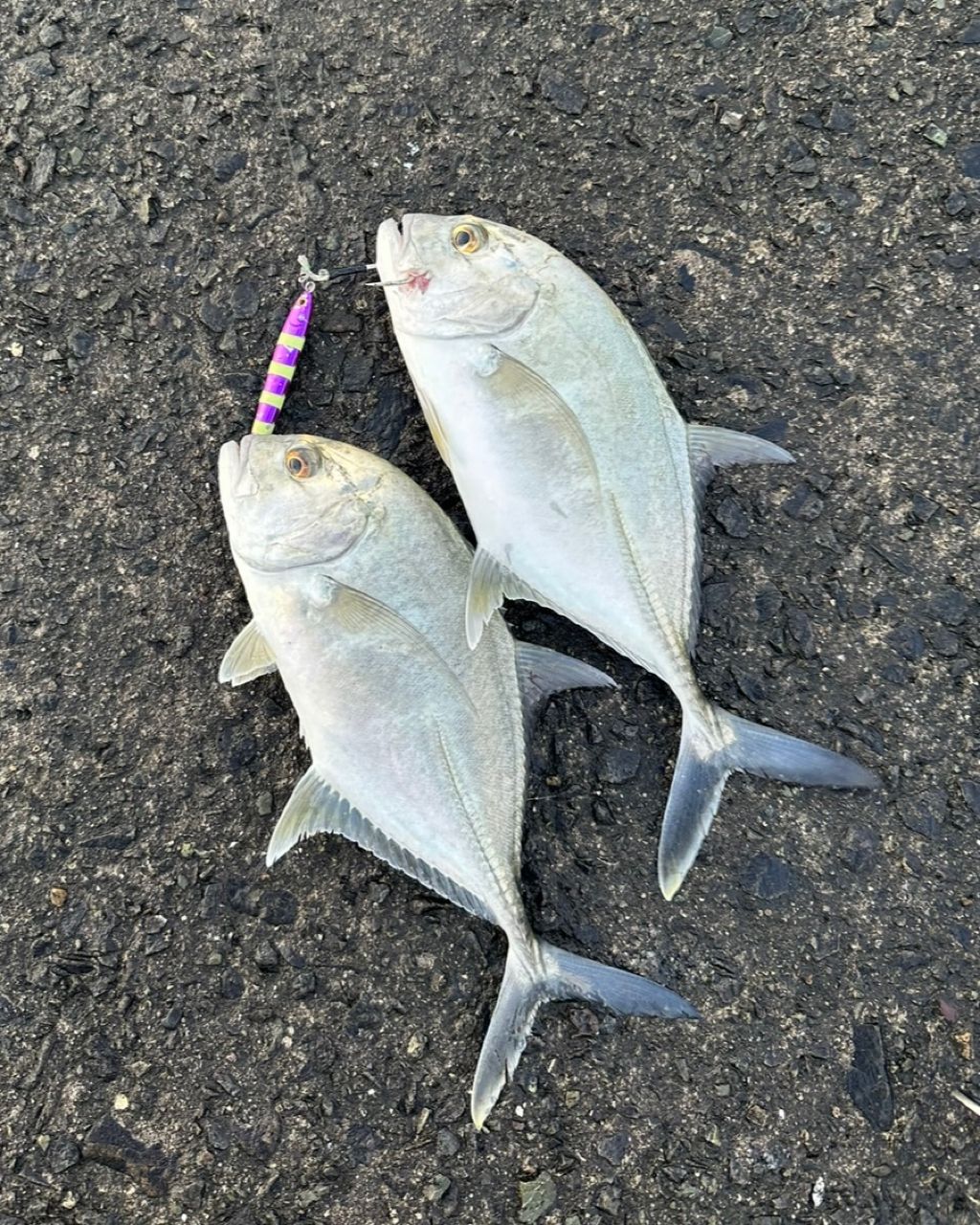 APIA グランデージ スタンダードの最安値・インプレ・釣果 | 本音の