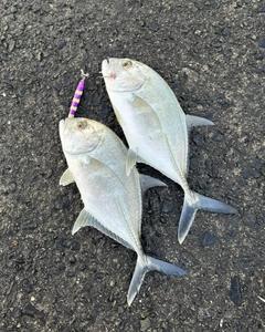 メッキの釣果