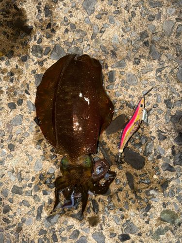 アオリイカの釣果