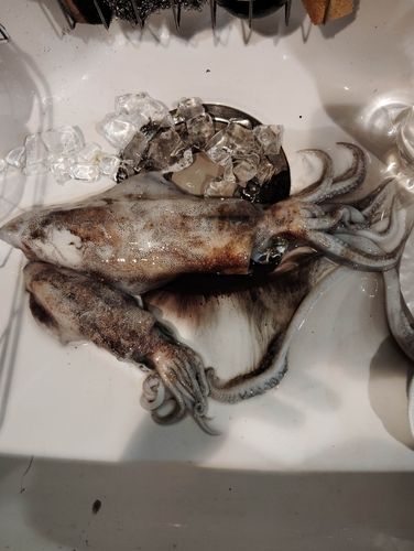 アジュール舞子