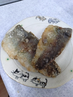 ニジマスの釣果