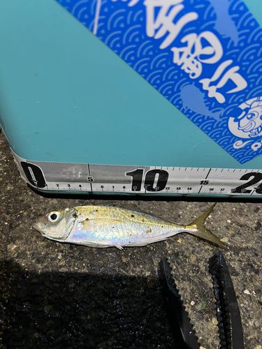 マアジの釣果