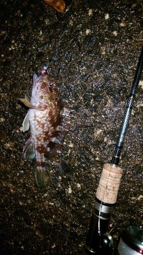 常滑りんくう釣り護岸