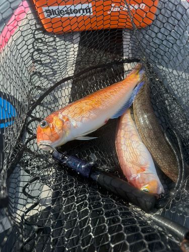アカアマダイの釣果