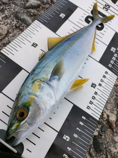 コゾクラの釣果