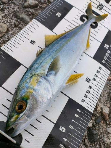 コゾクラの釣果