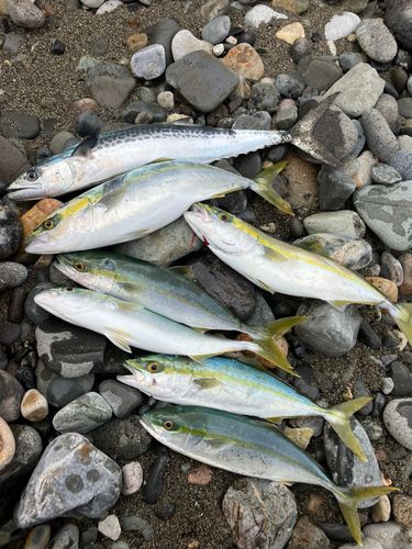 フクラギの釣果