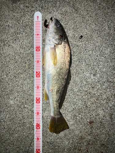 シログチの釣果