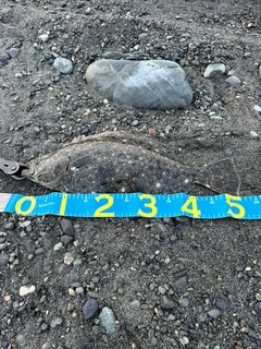 ヒラメの釣果