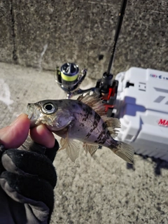 メバルの釣果