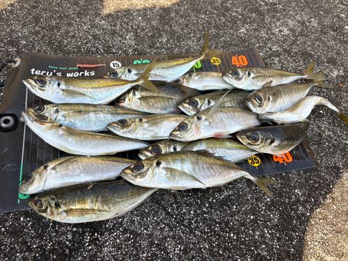 アジの釣果
