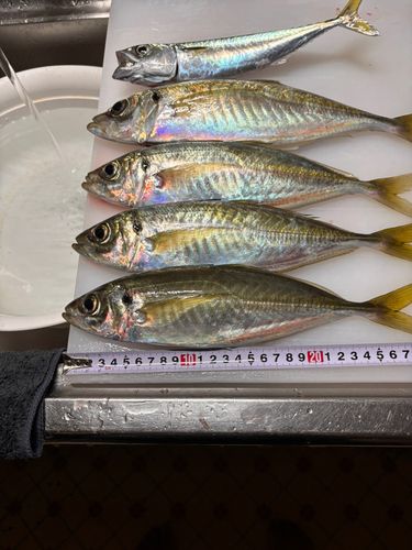 マアジの釣果