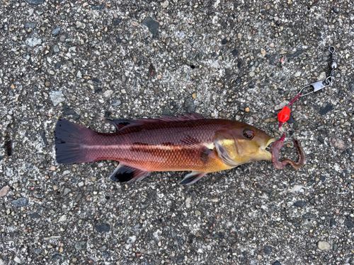 コブダイの釣果