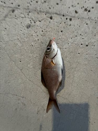 金沢水際線緑地（福浦岸壁）