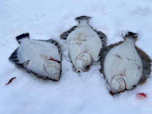 クロガシラガレイの釣果