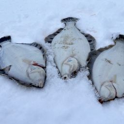 クロガシラガレイ