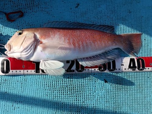 アマダイの釣果