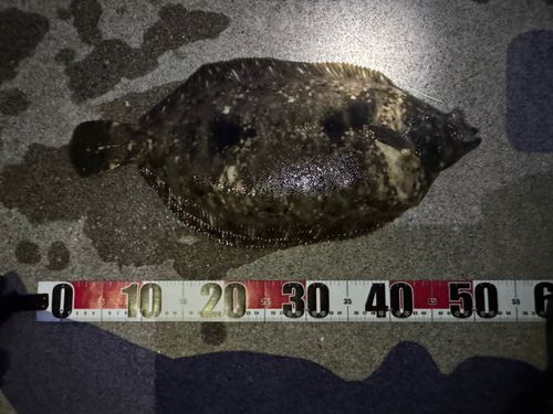 マコガレイの釣果