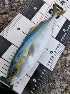 コゾクラの釣果