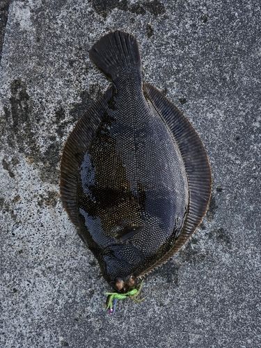マツカワの釣果