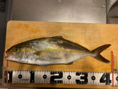 カンパチの釣果