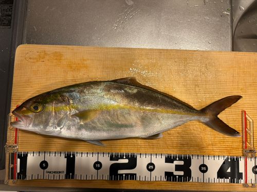 カンパチの釣果