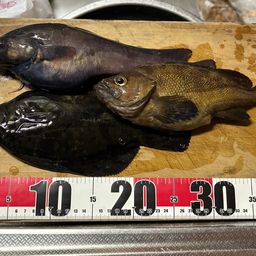 クロガシラガレイ