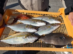 カンパチの釣果