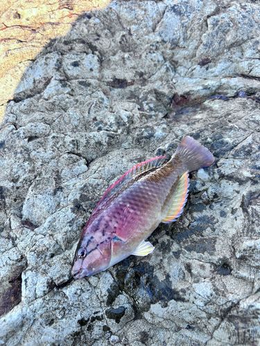 アカササノハベラの釣果