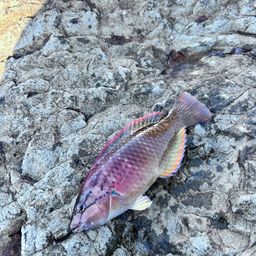 アカササノハベラ