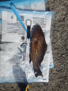 オオモンハタの釣果