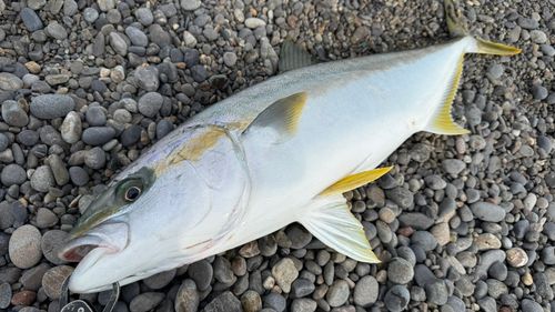 ヒラマサの釣果