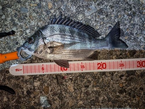 クロダイの釣果