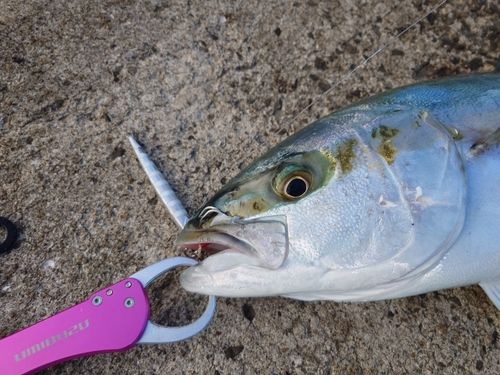 ヒラマサの釣果